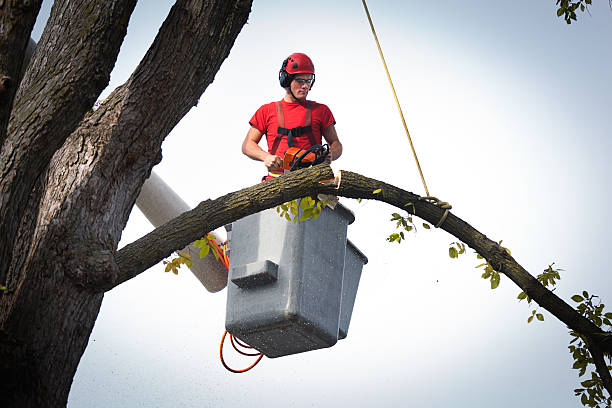 Best Tree Preservation Services  in Loris, SC